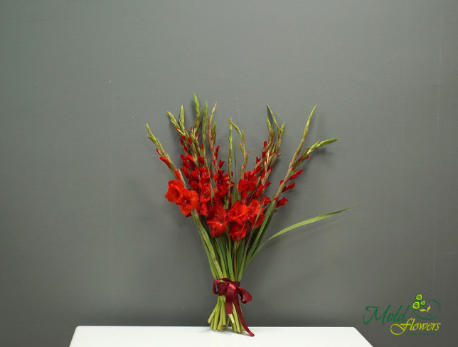 Gladiol roșu (la comanda, 10 zile) foto